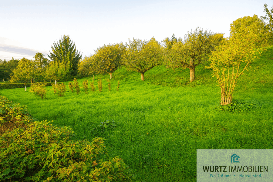 Goldenes Licht im Obstgarten